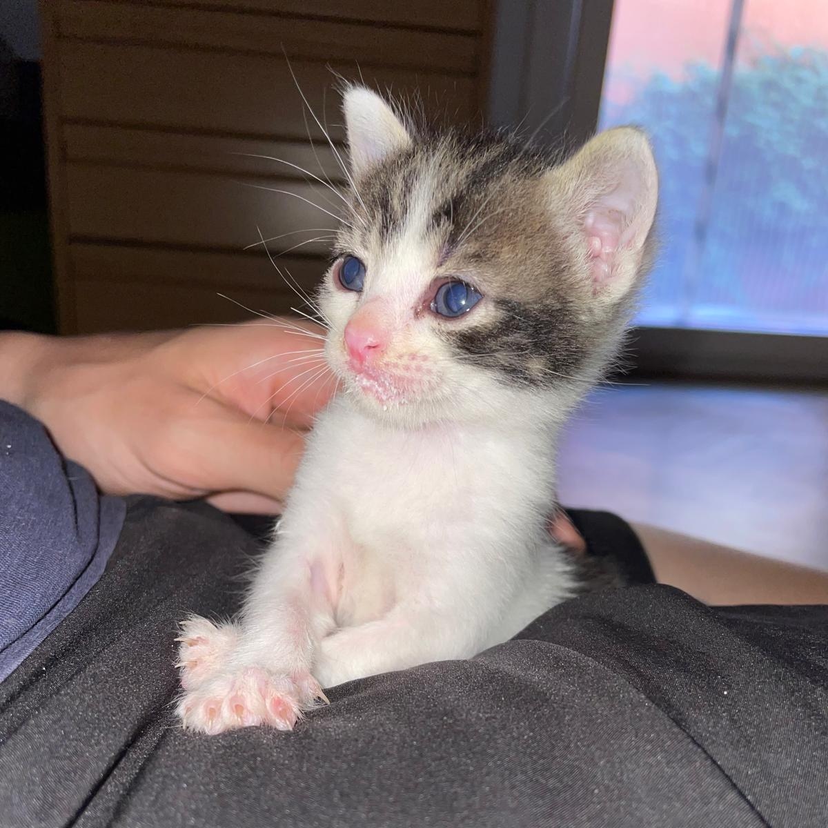 Coco