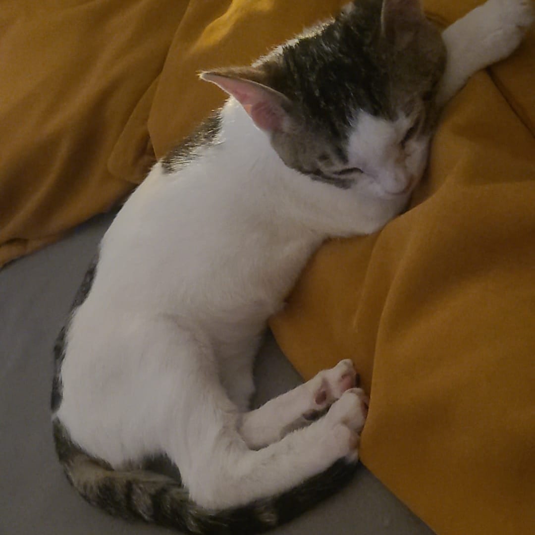Pancho