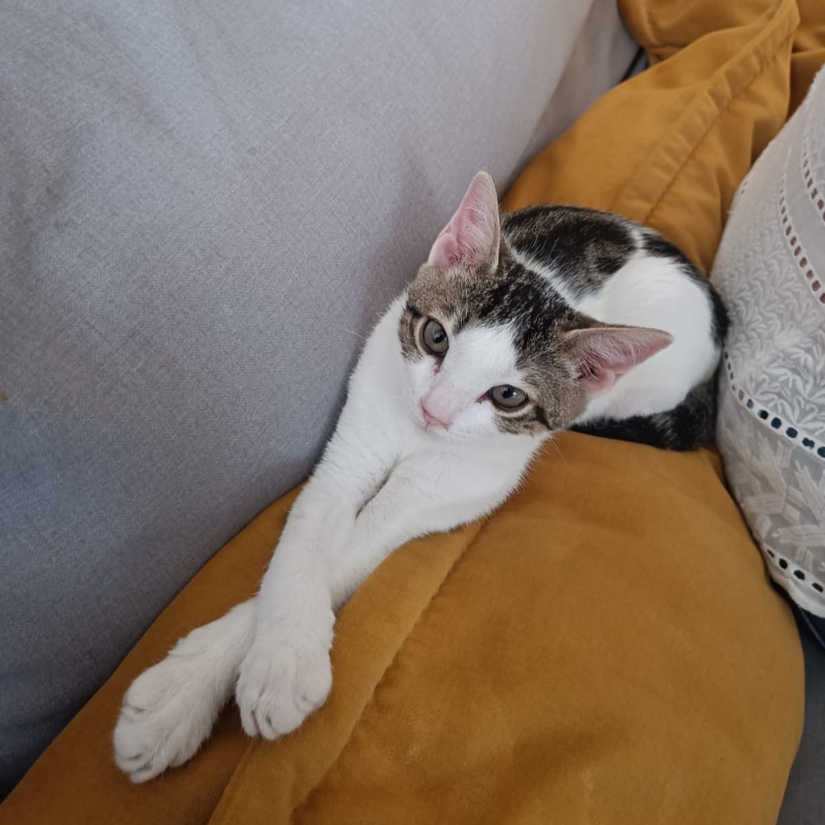 Pancho
