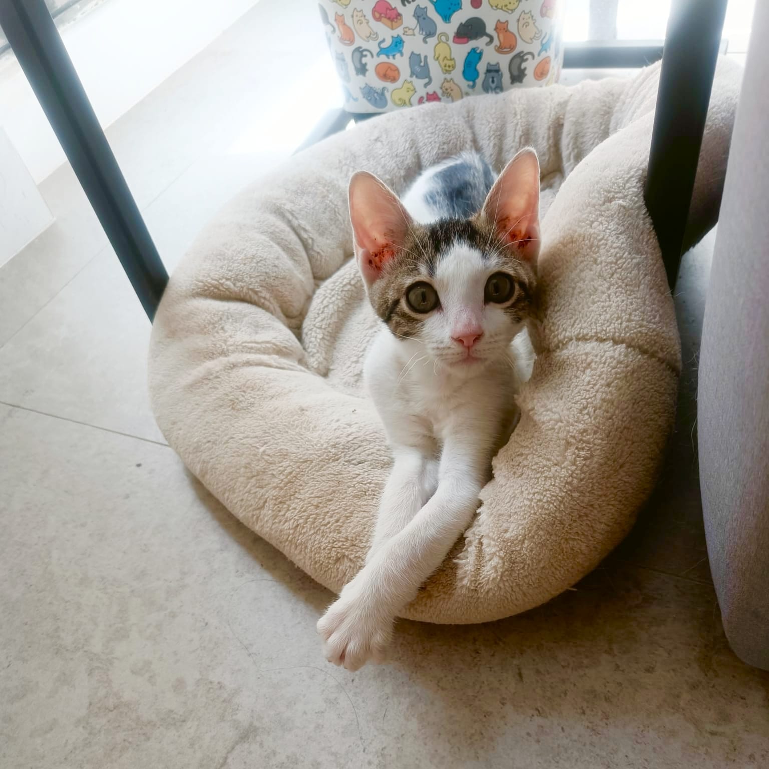 Pancho