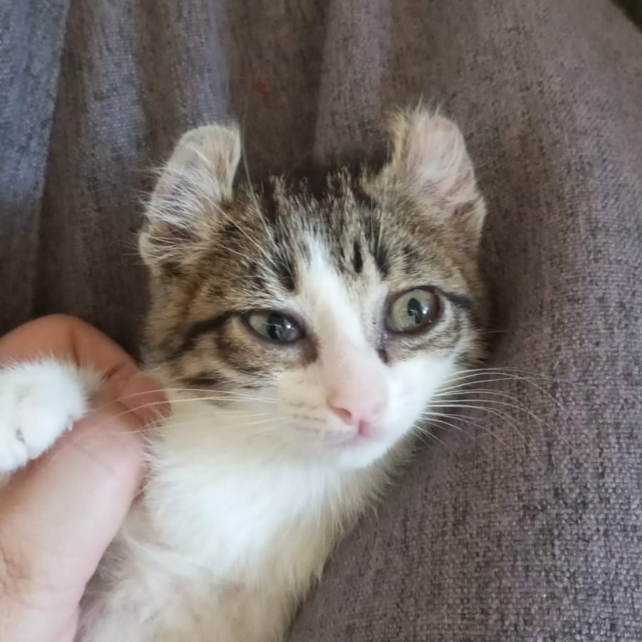 Freya