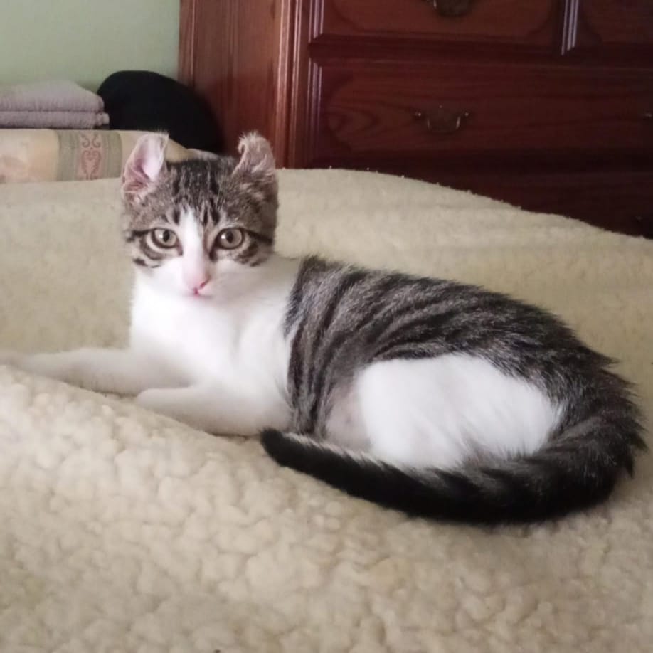 Freya