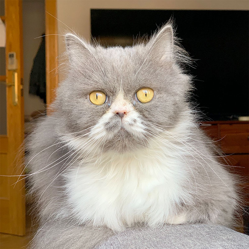 Débora