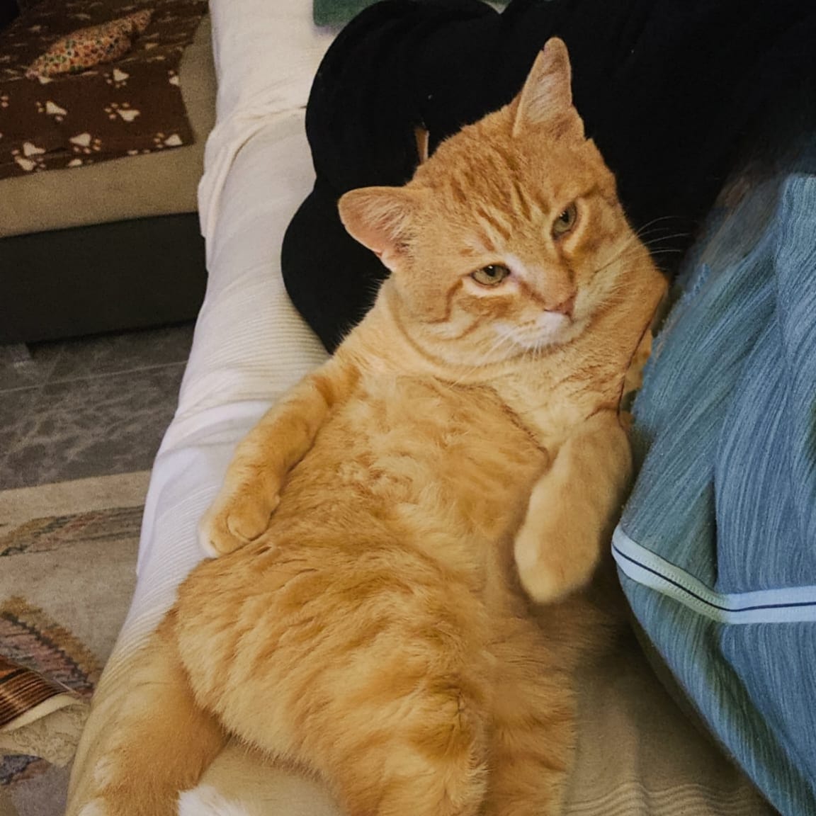 Ginger