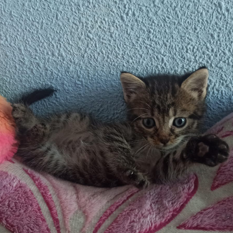 Lilo