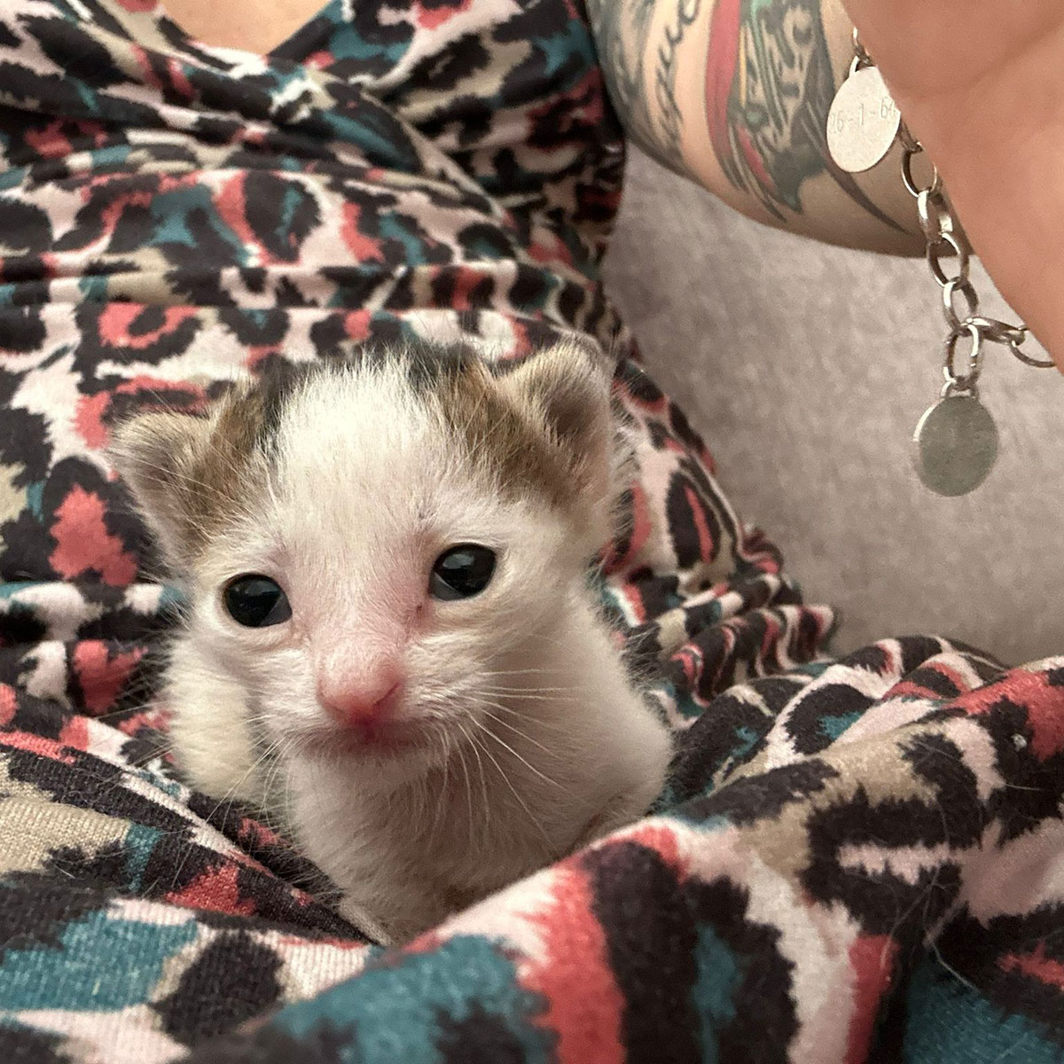 Jimmy (antes Lúa)