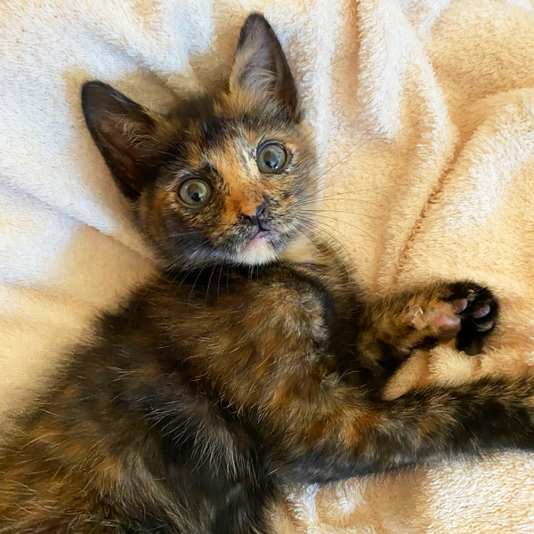 Luna