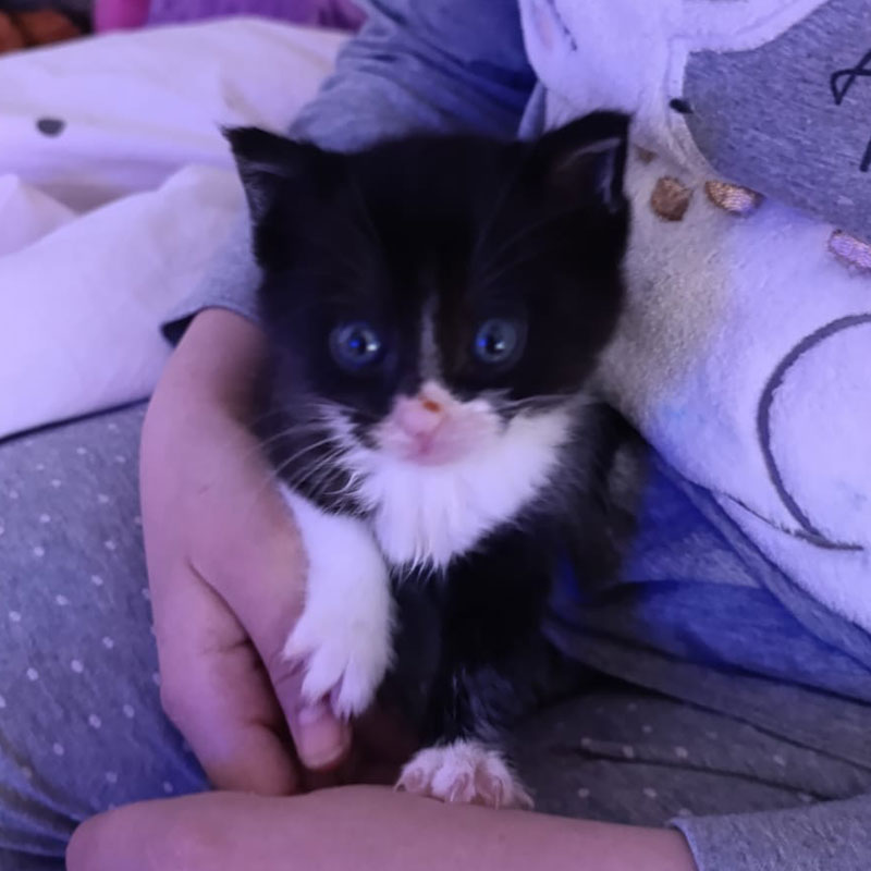 Mika