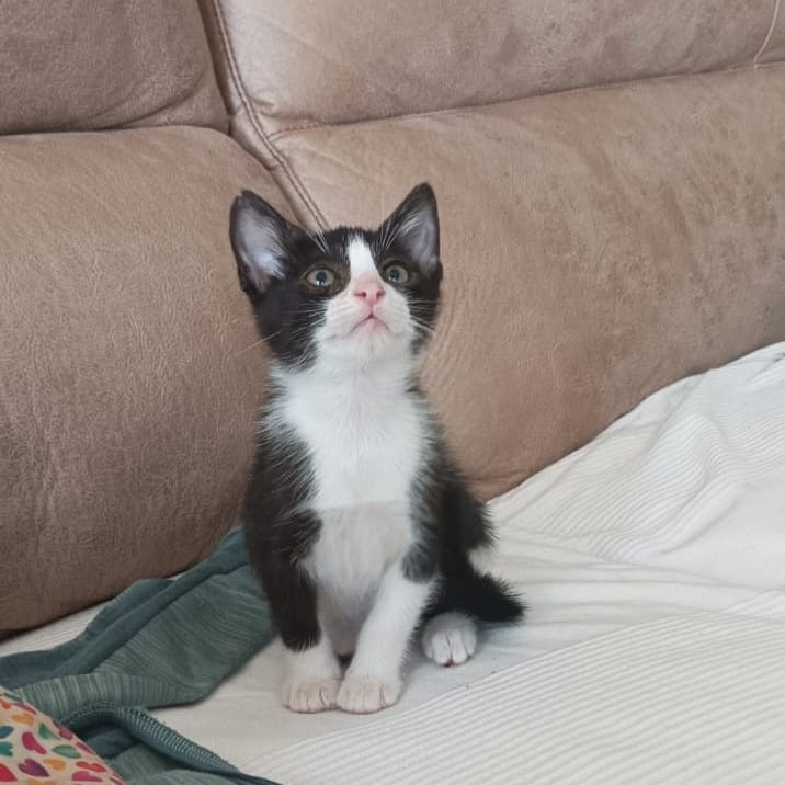 Mogli