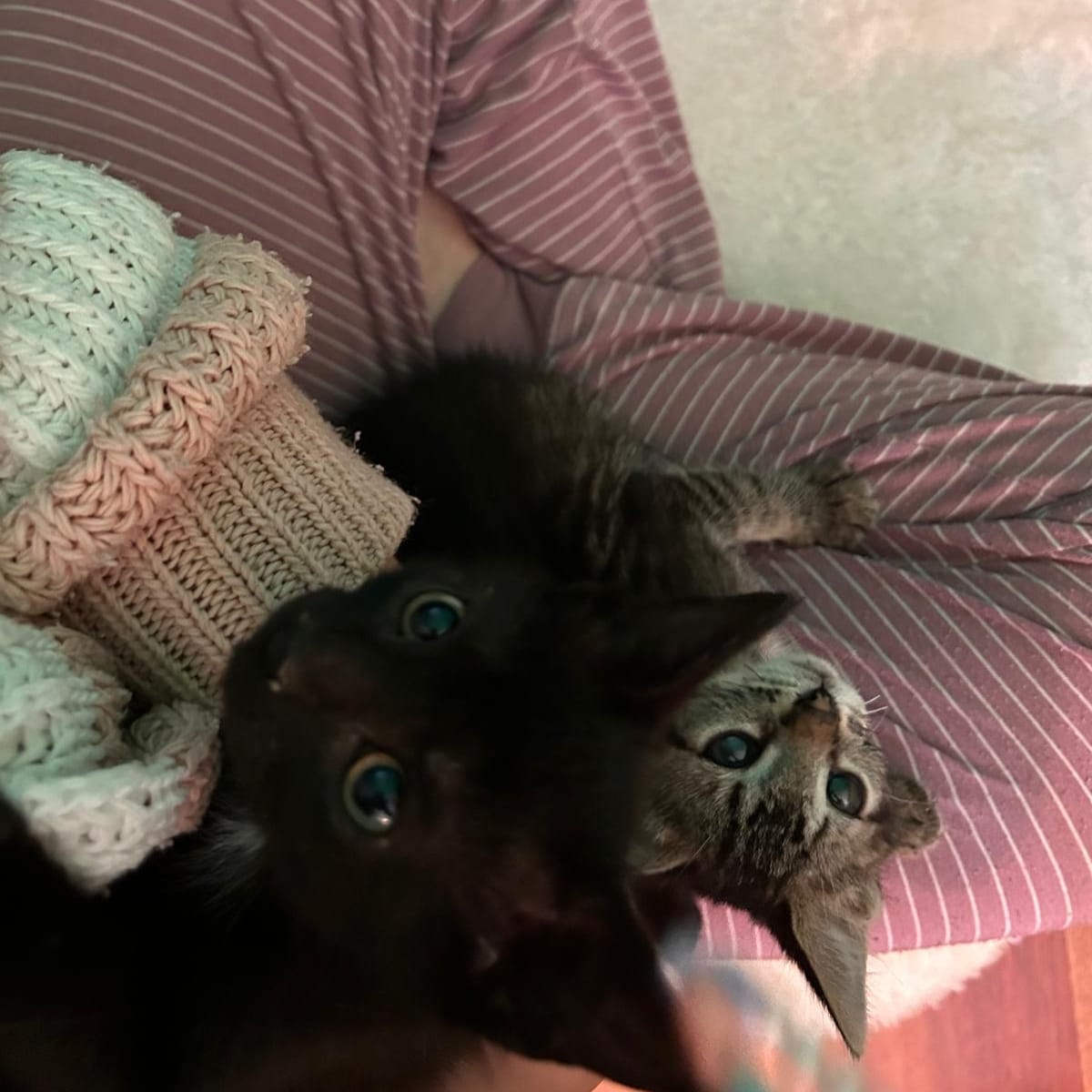 Nemo