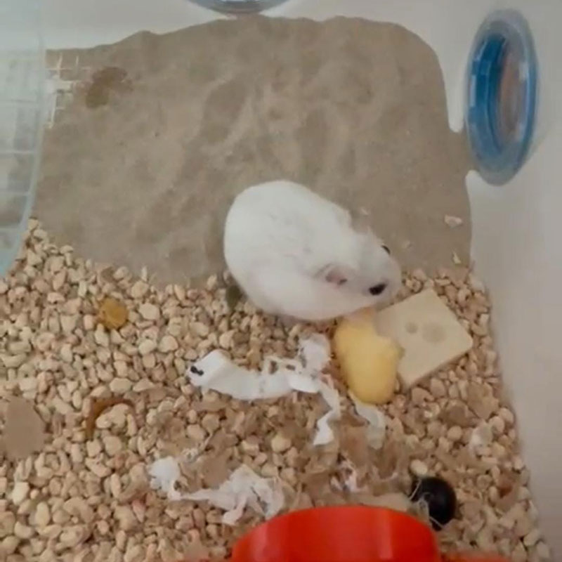 Nevado hamster ruso