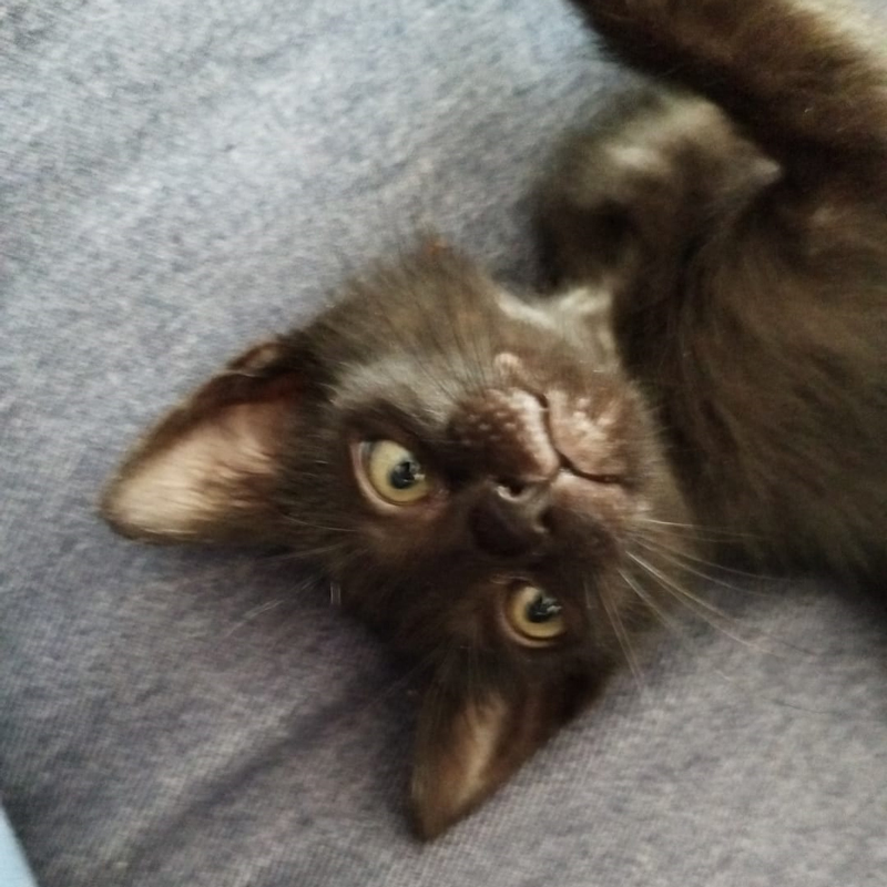 Niki