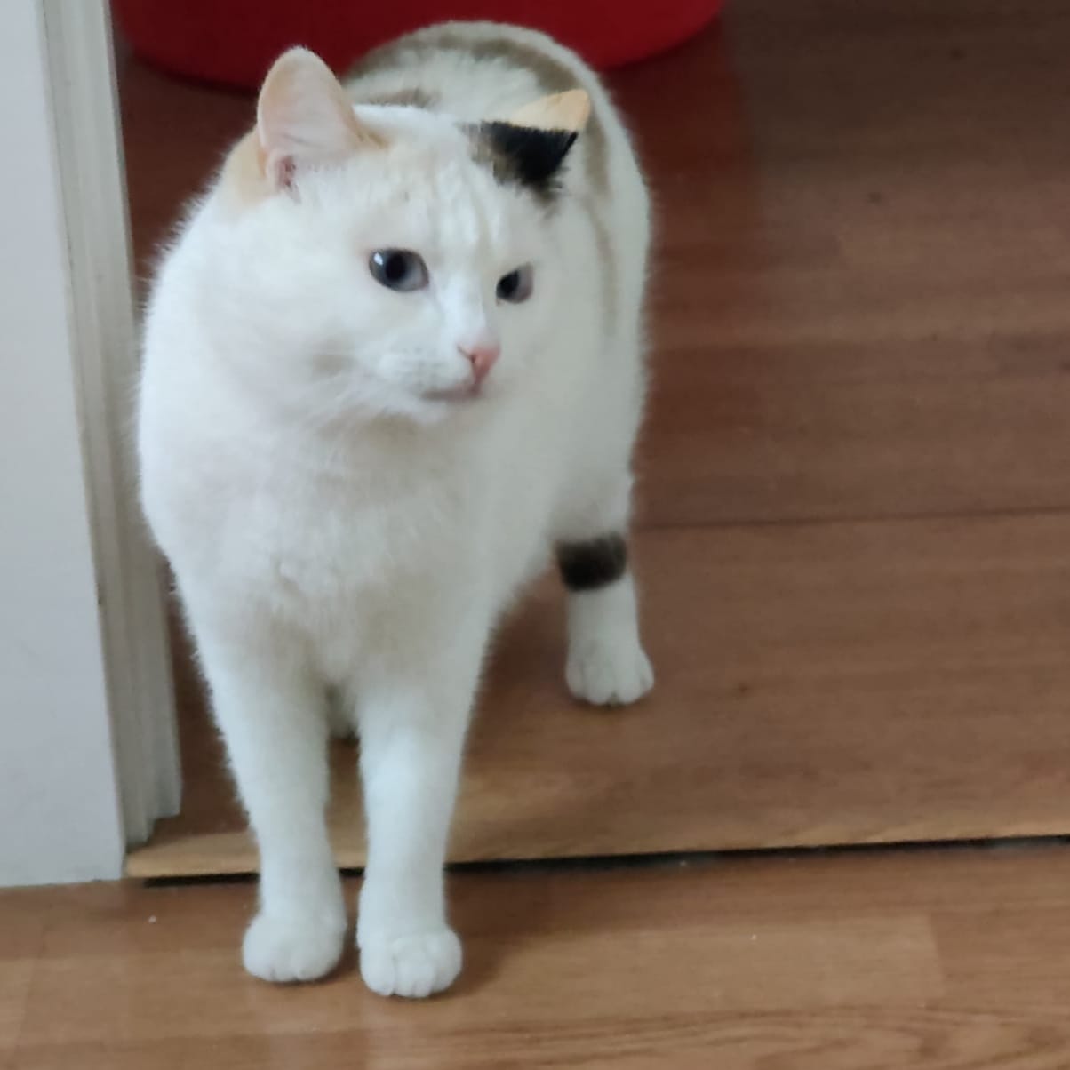 Niurka