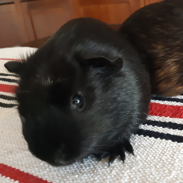 Oliver