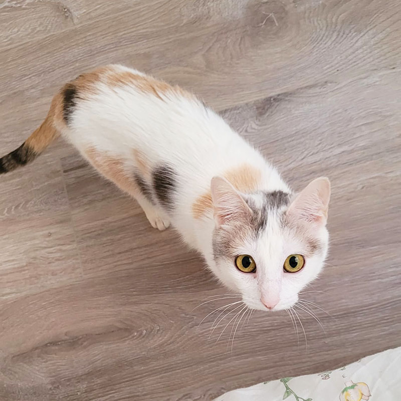 Penélope