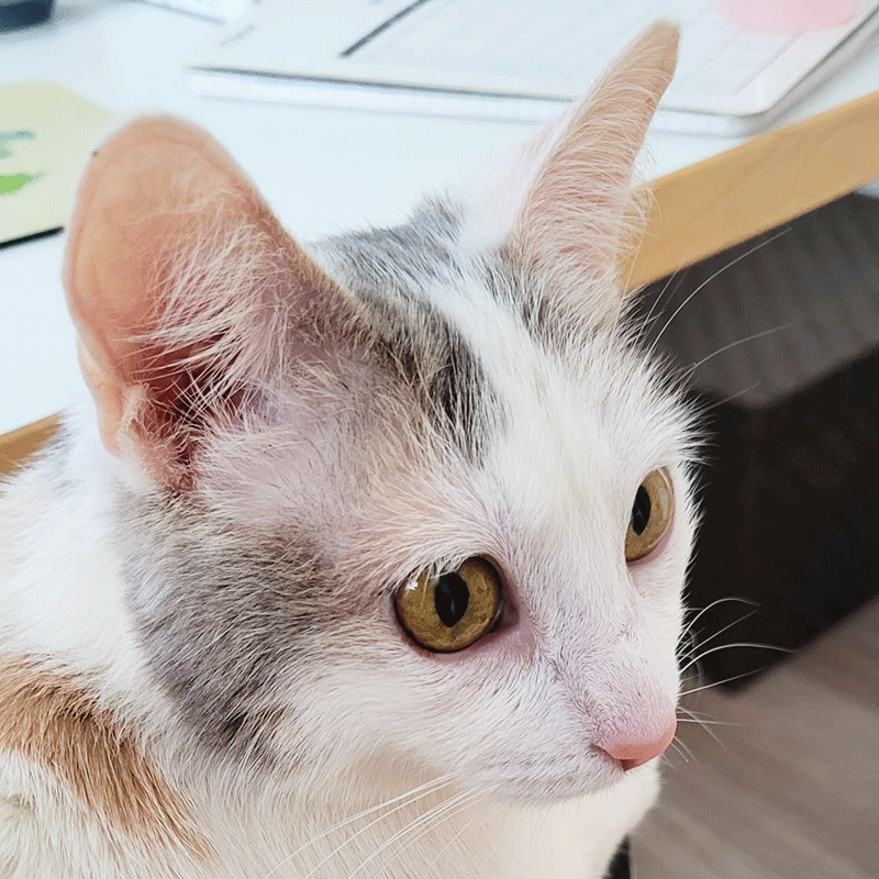 Penélope