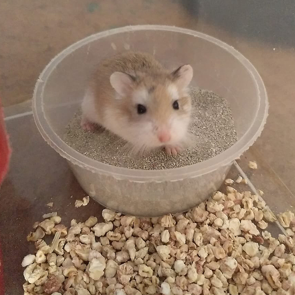 Pika
