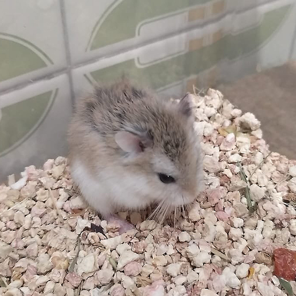 Pika