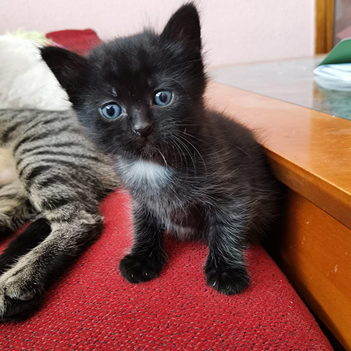 Pipi
