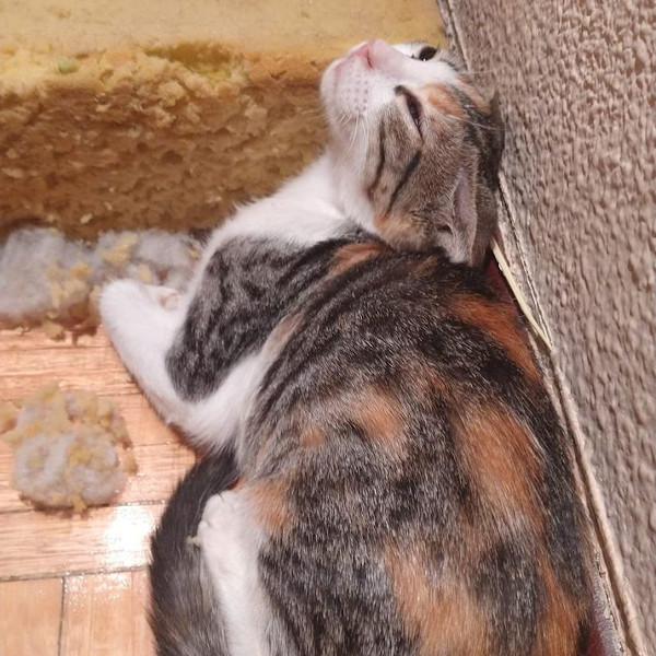 Pirueta