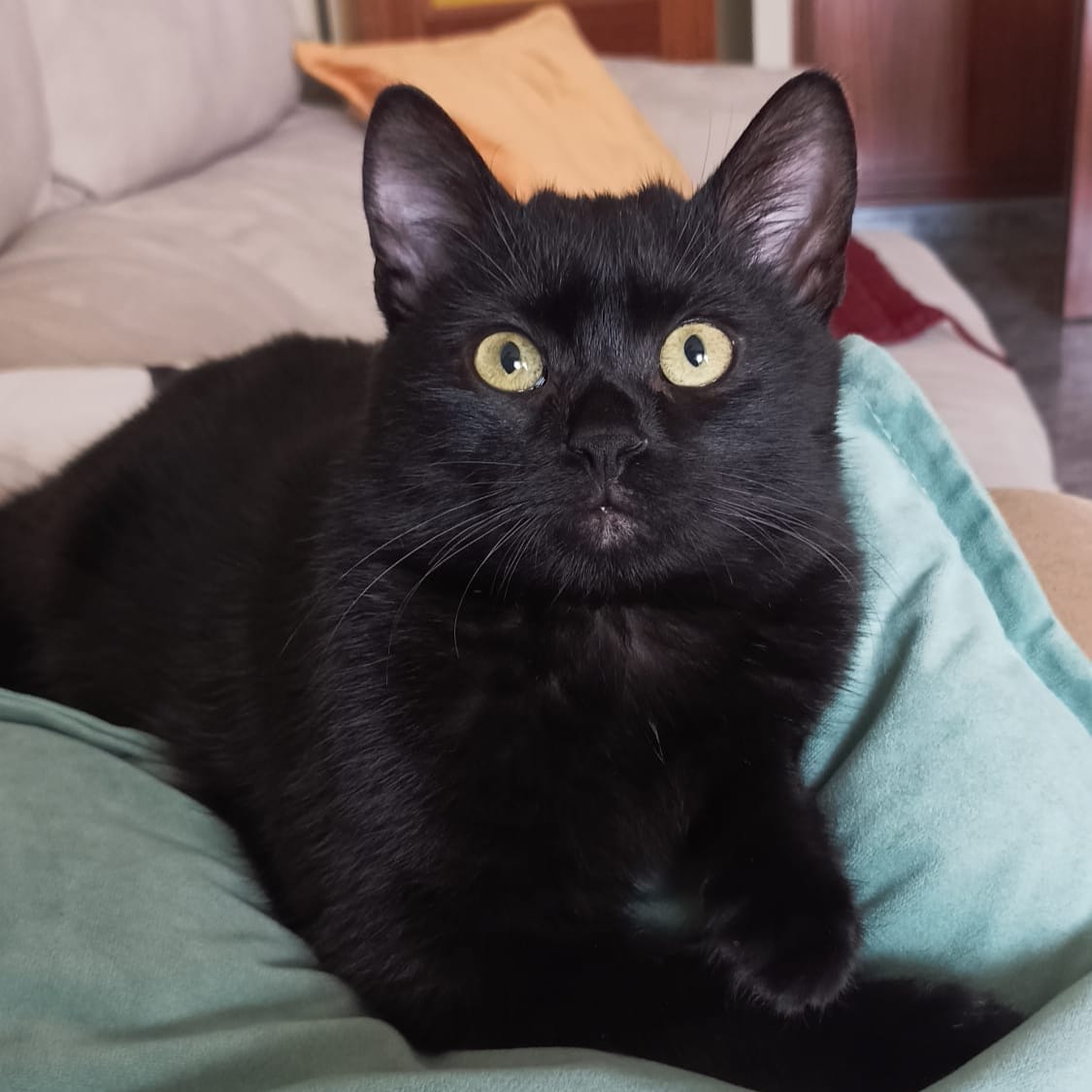 Salem
