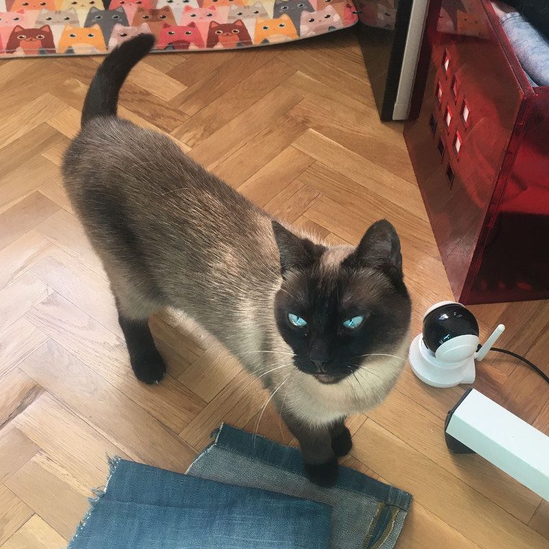Catpuccina
