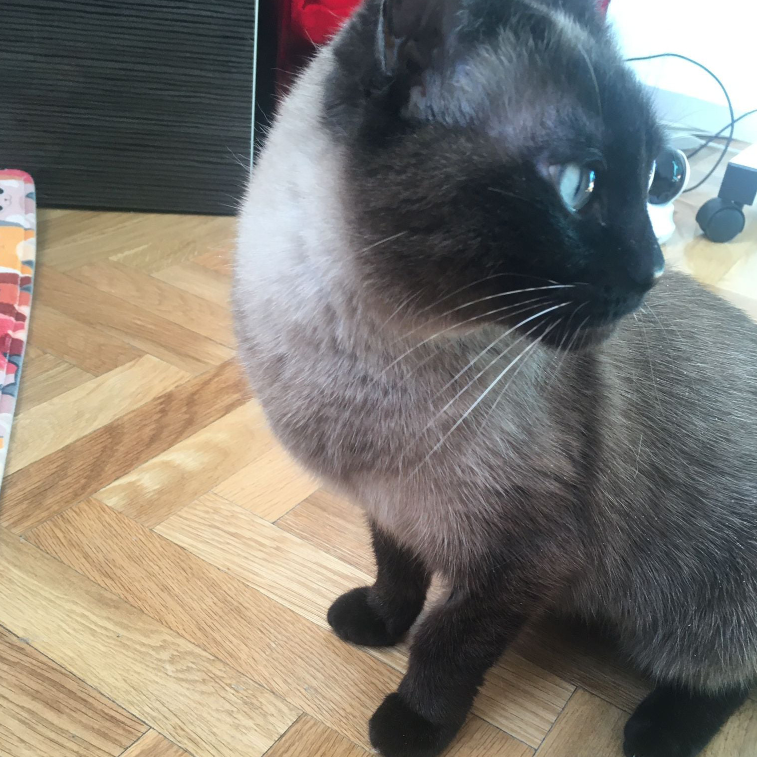 Catpuccina