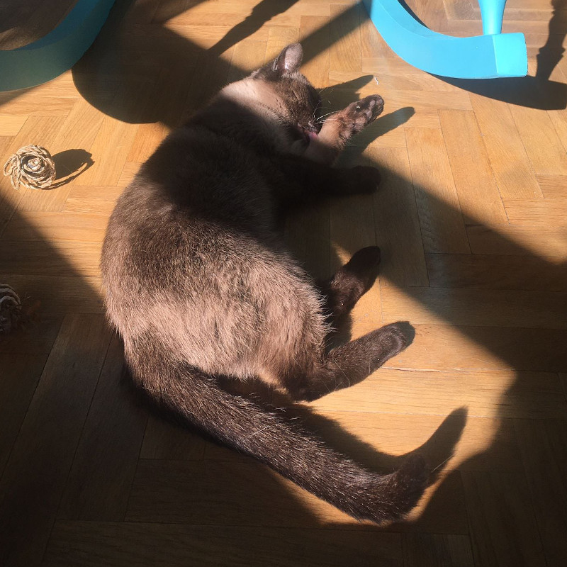 Catpuccina
