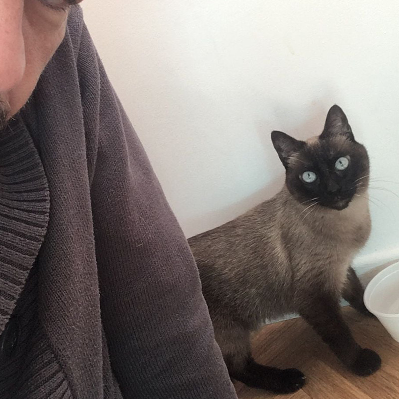 Catpuccina