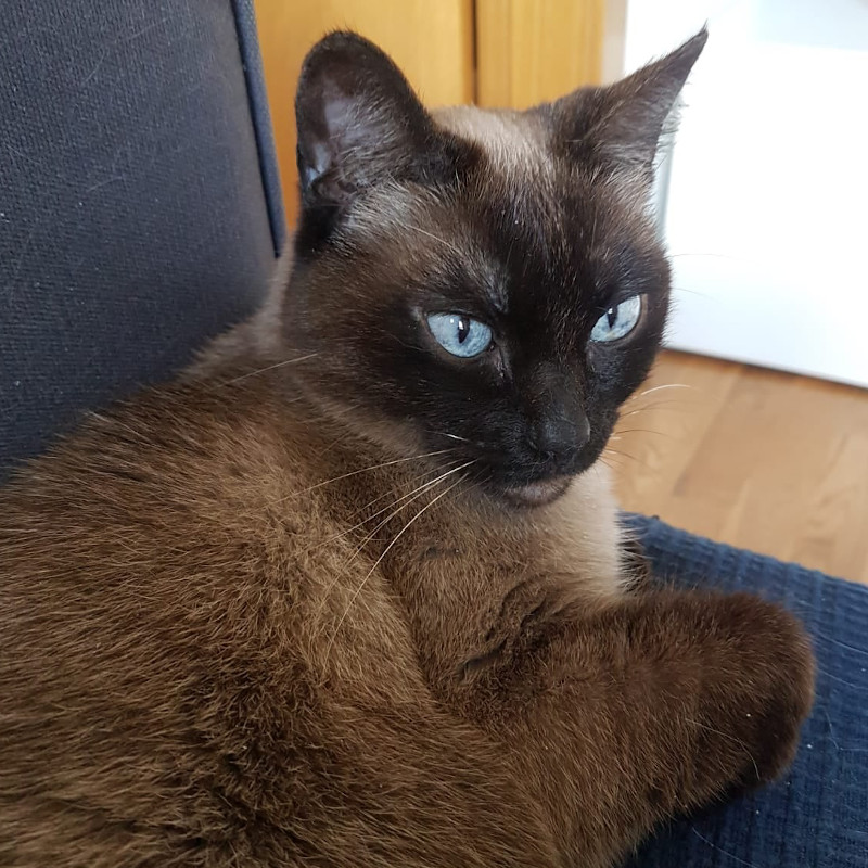 Catpuccina