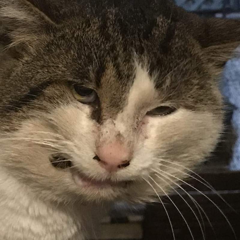 Chulo