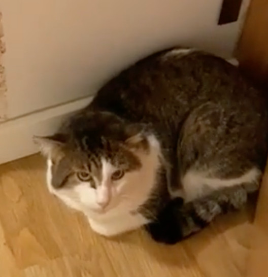 Chulo
