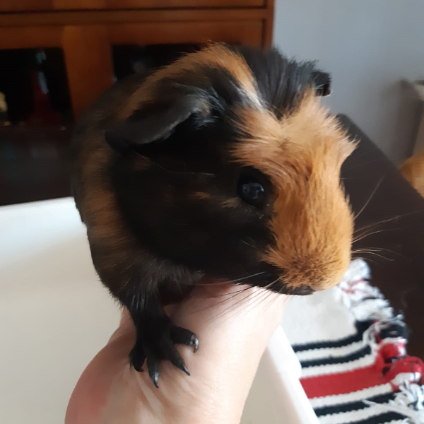Stan