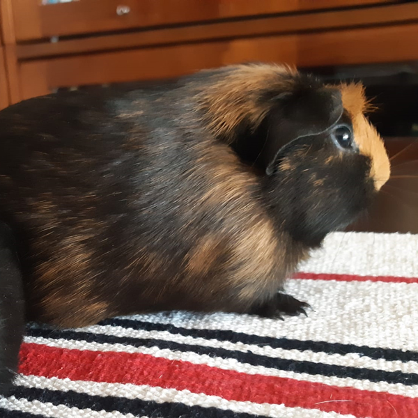 Stan