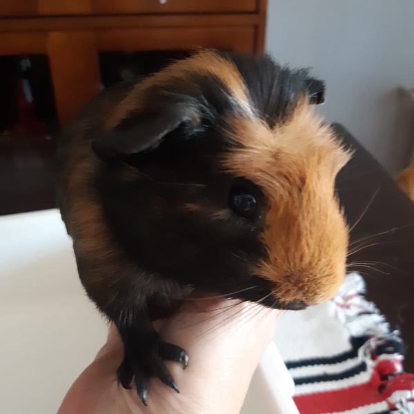 Stan