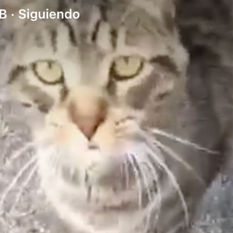 Susy