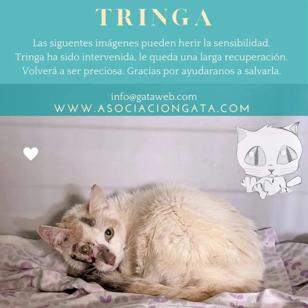 Tringa