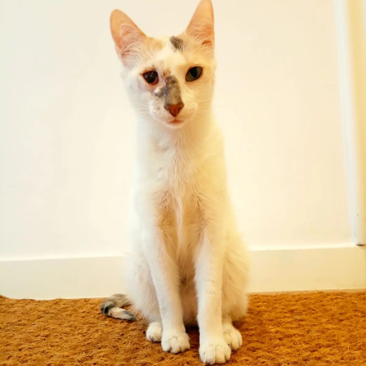 Tringa