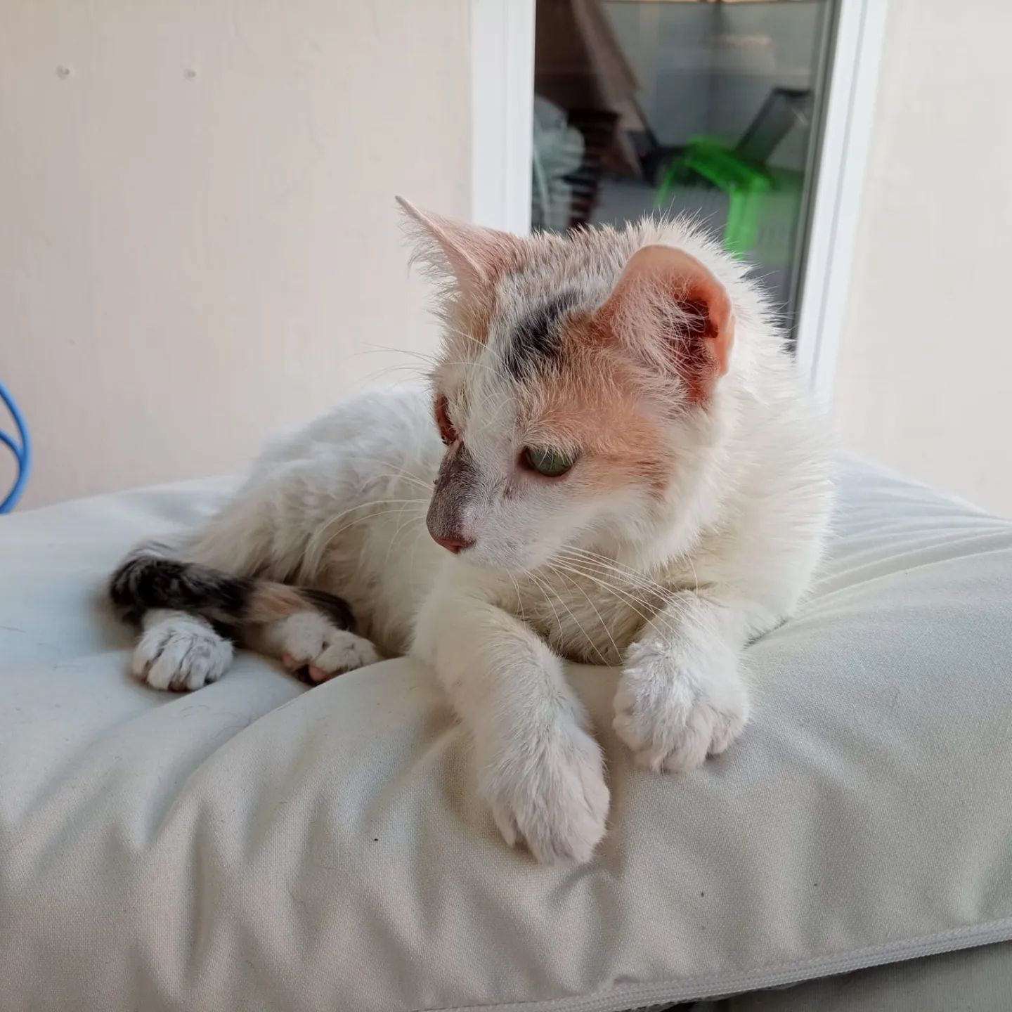 Tringa