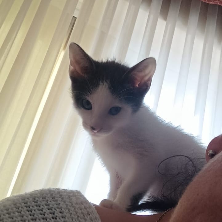 Mogli
