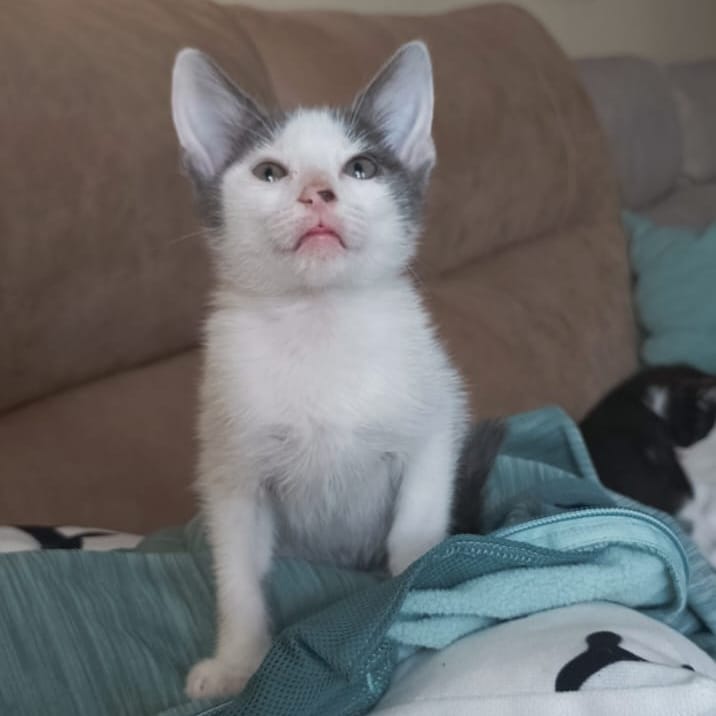 Mogli
