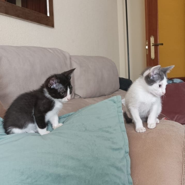 Mogli