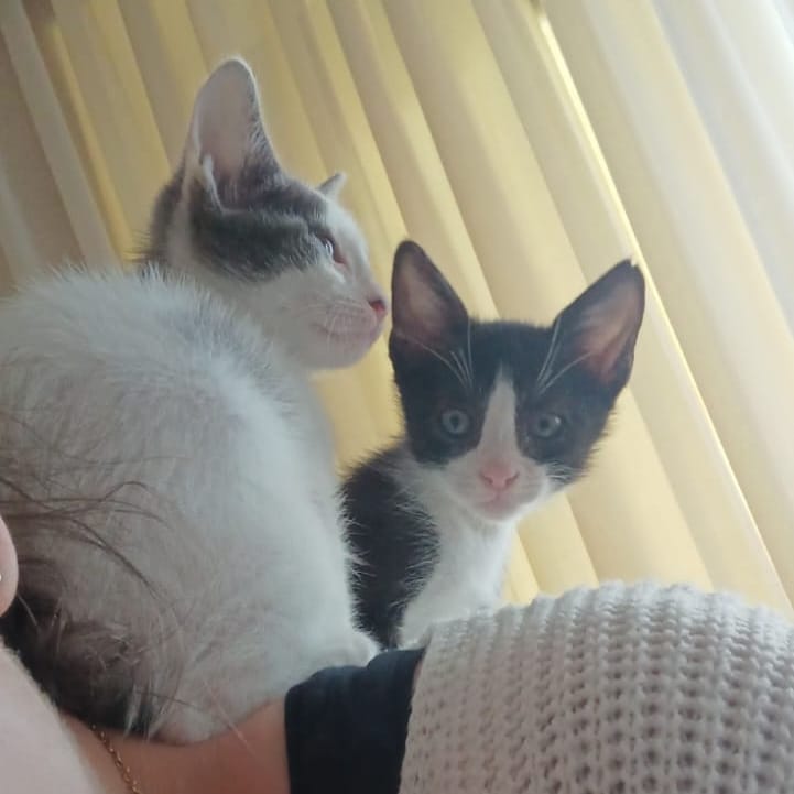 Mogli